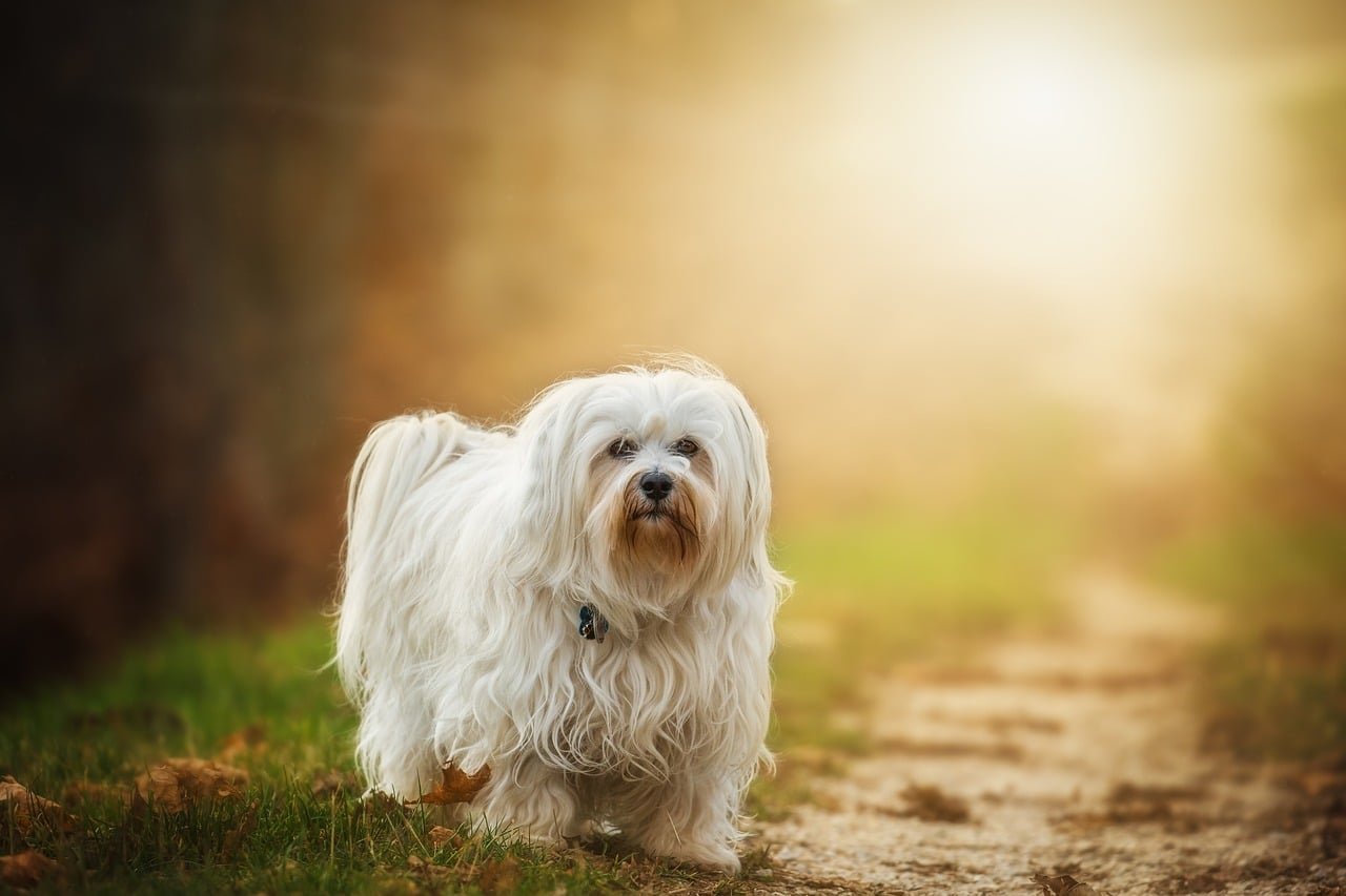 dog, flare, havanese