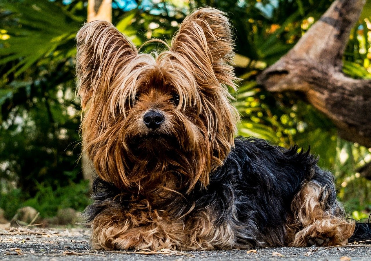 dog, yorkshire terrier, small dog