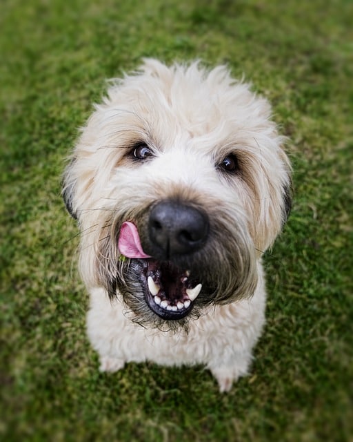 dog, face, tongue