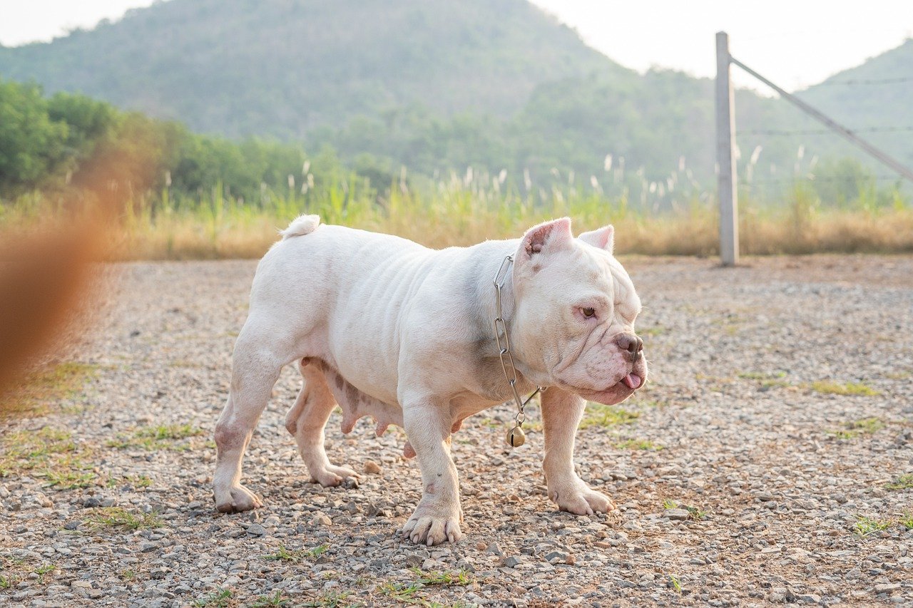 bully, pit bull, dog