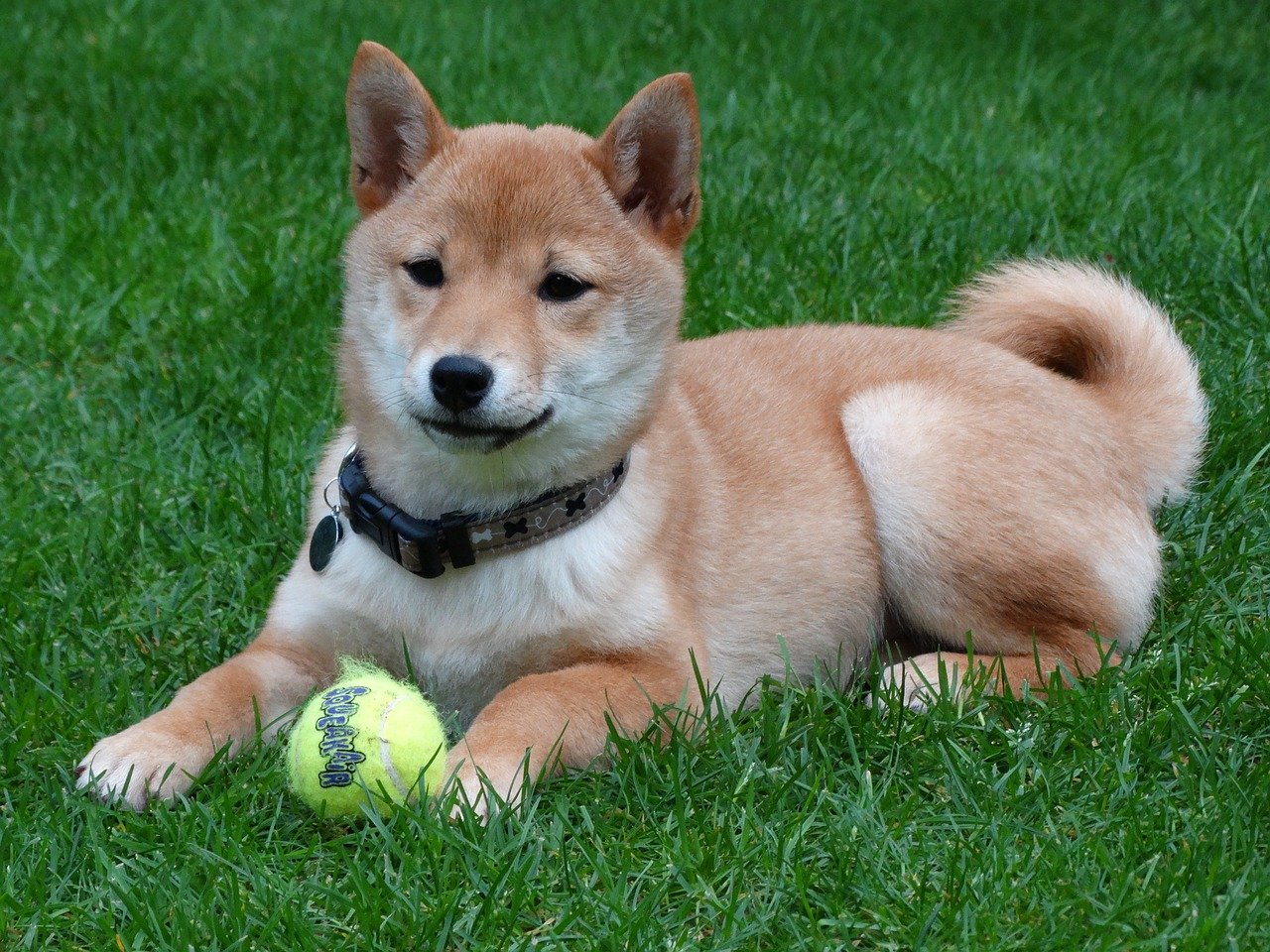 dog, remote access, shiba inu