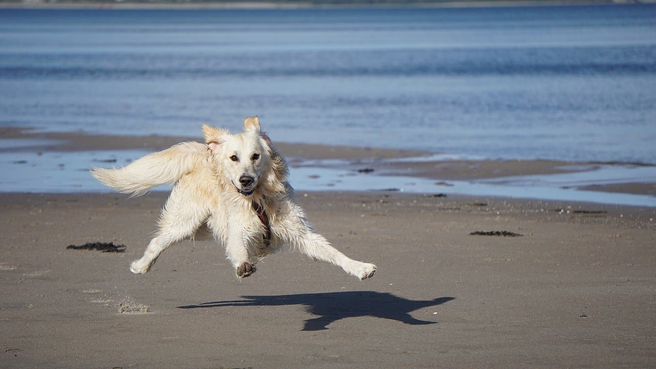 dog, golden retriever, pet