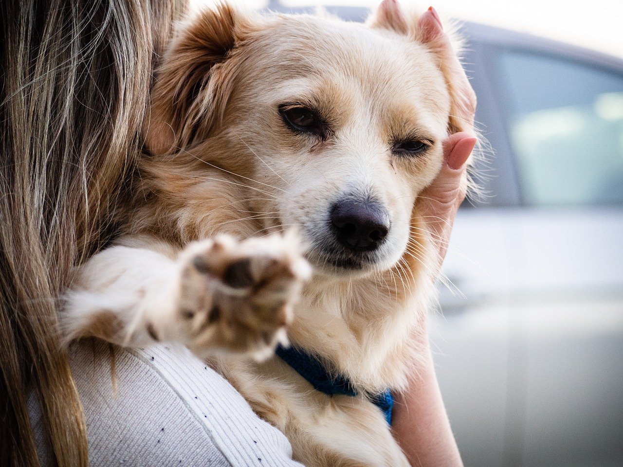 dog, golden, pet