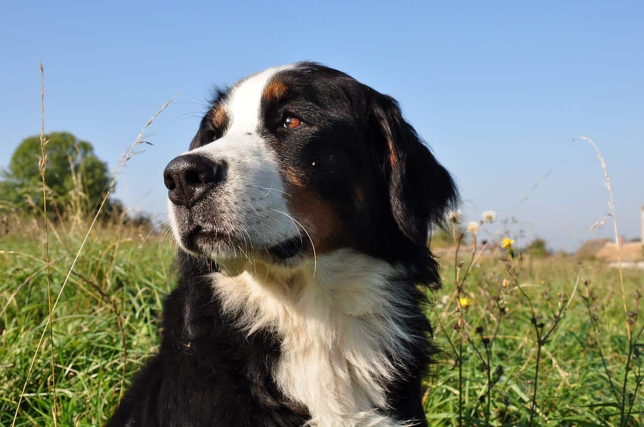 dog, bernese mountain dog, animal