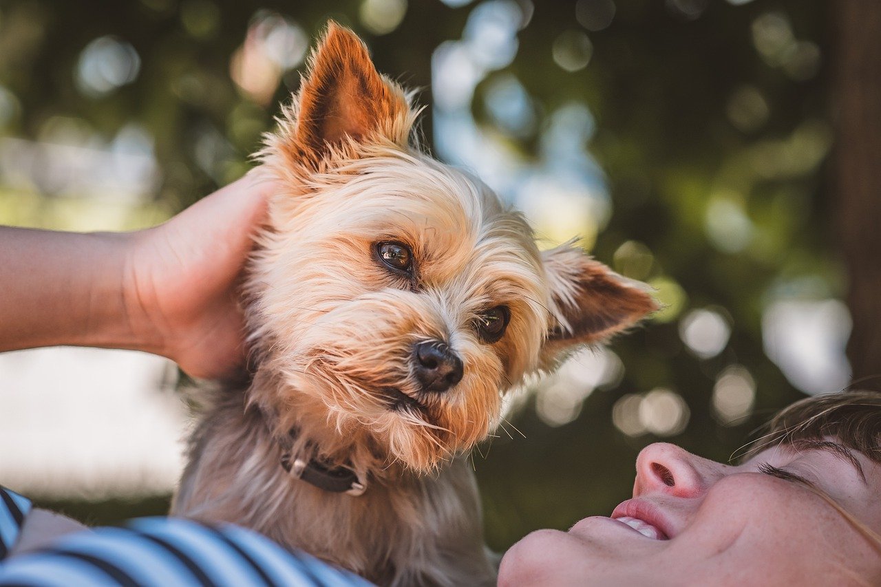 dog, woman, park