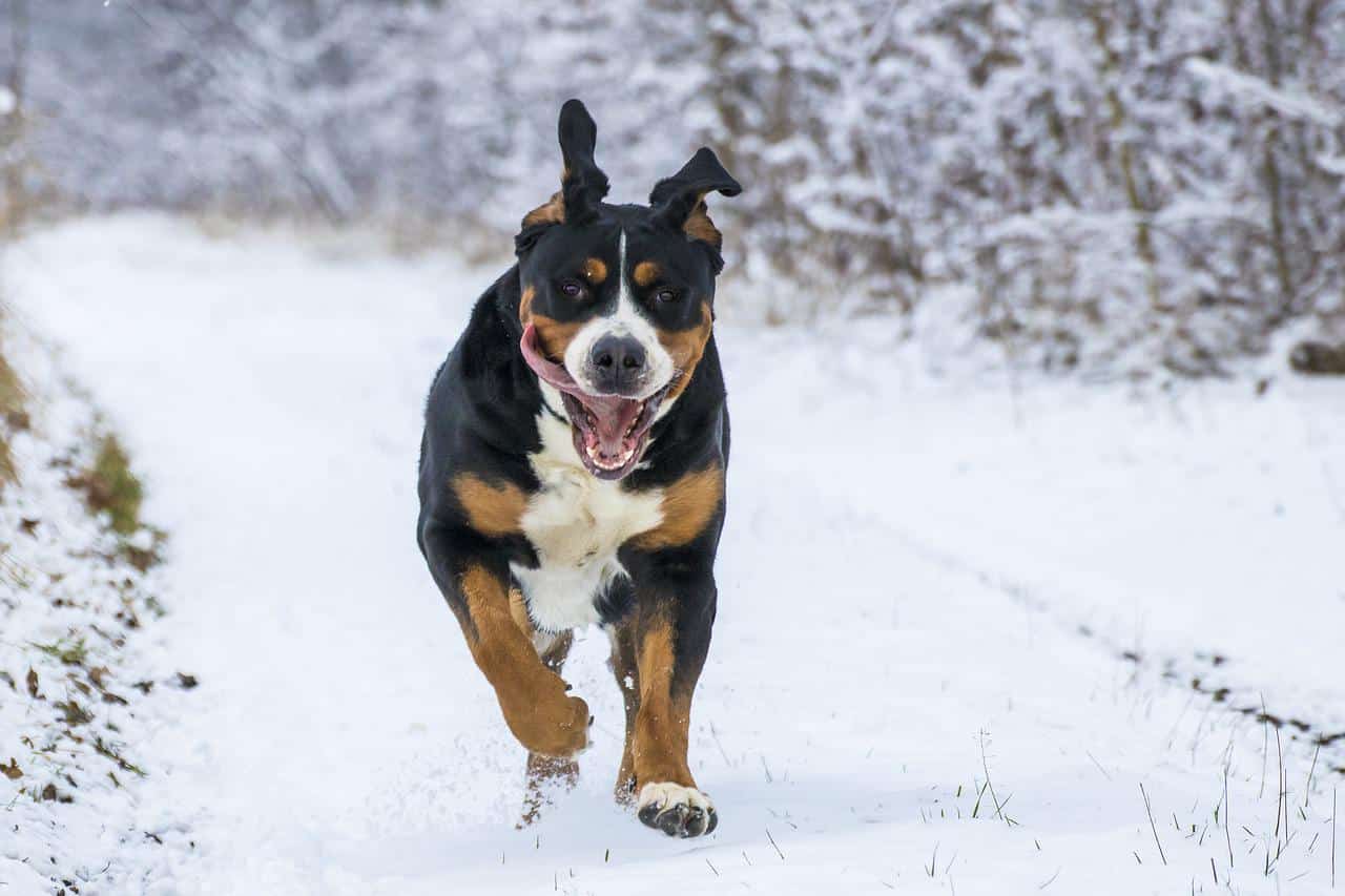 snow, big dog, run