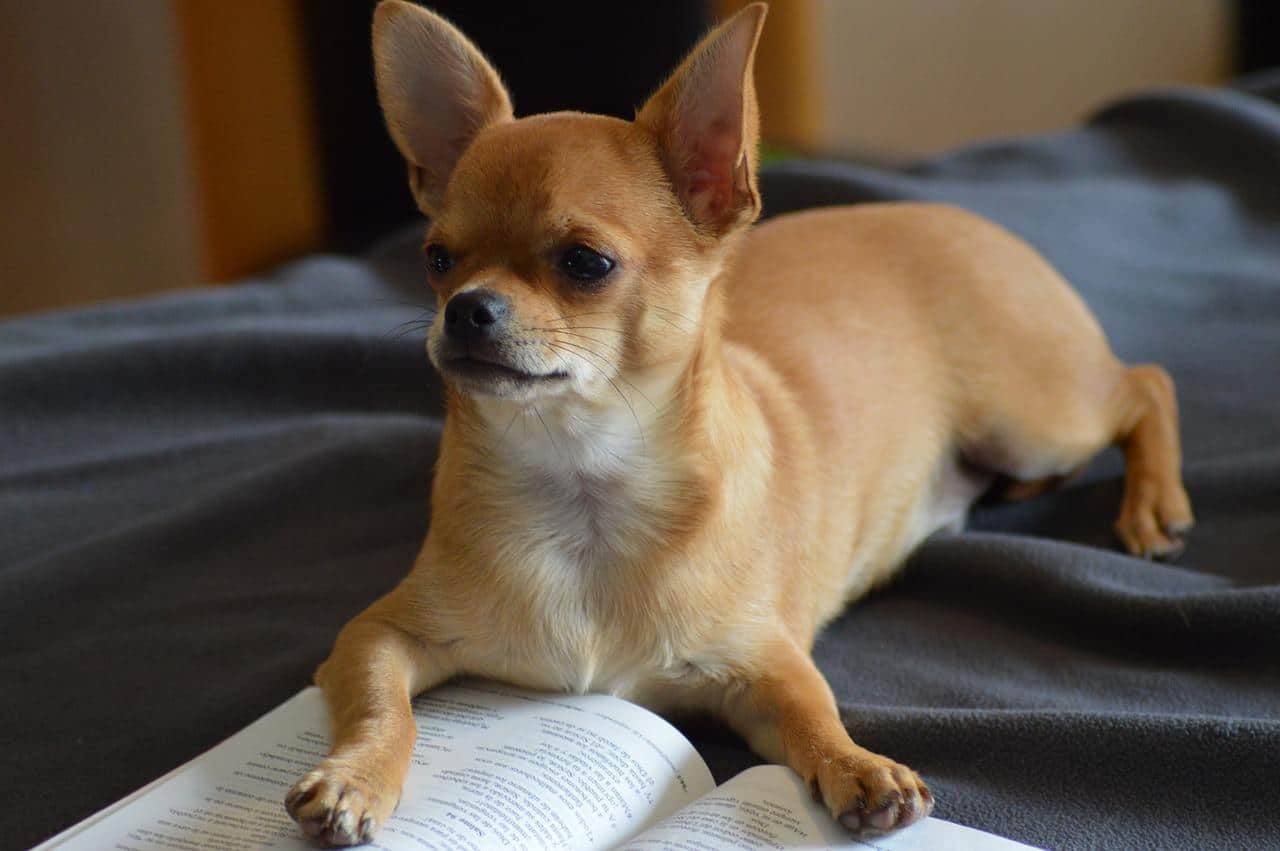 chihuahua, dog, a book