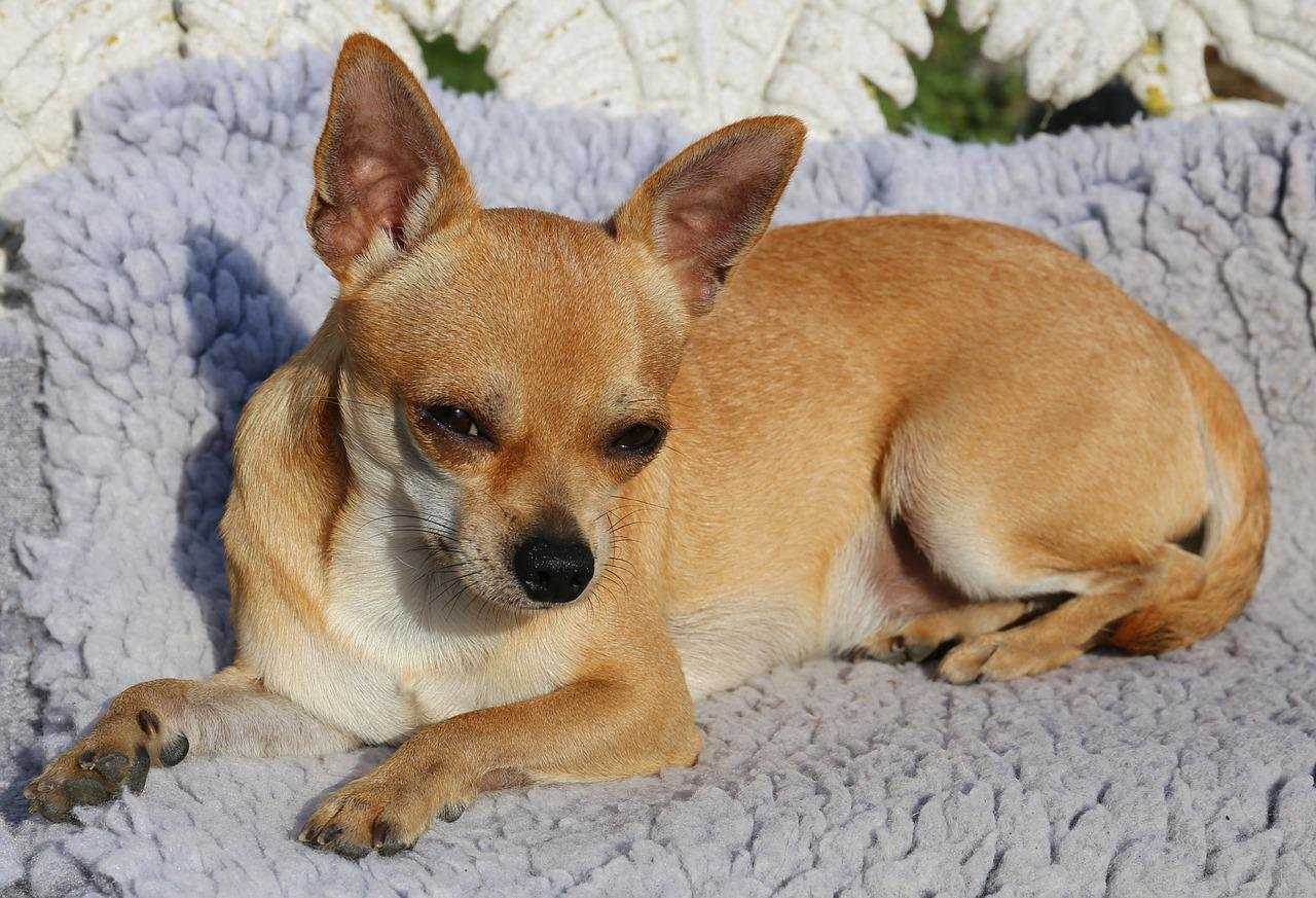 chihuahua, sable, dog