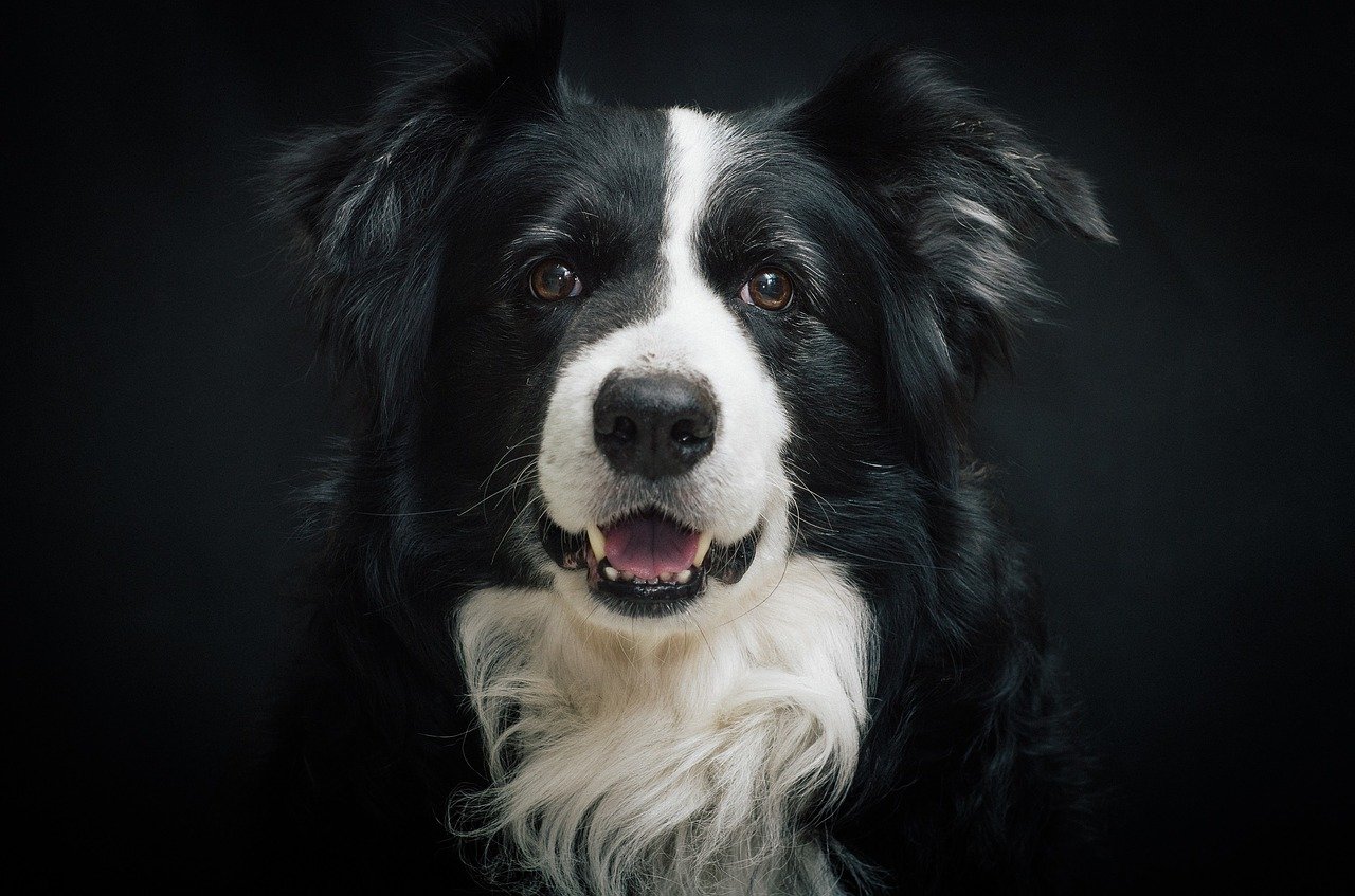 border collie, dog, portrait